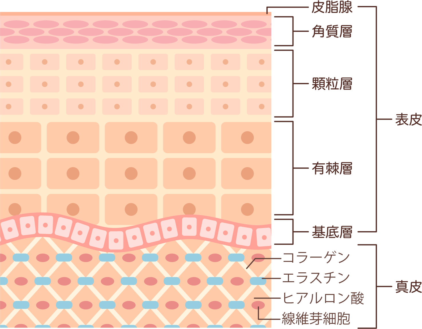 ボライトXCのメカニズム