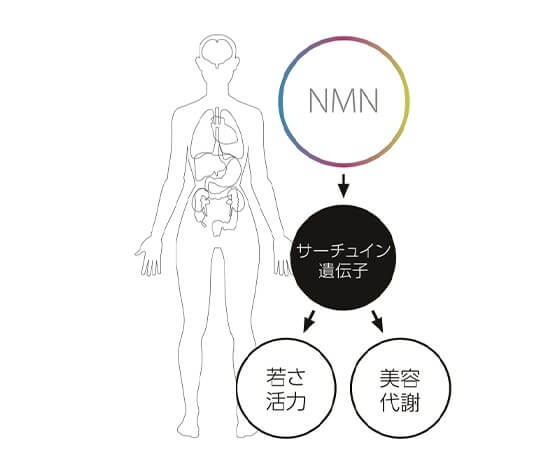 NMNと老化の仕組み